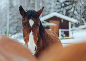 Barn Heating and Ventilation