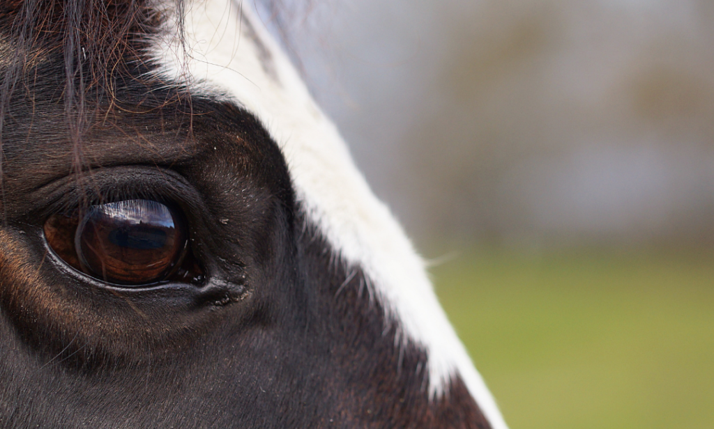 Horse's Body Language