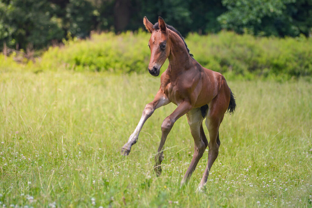 Foaling Season