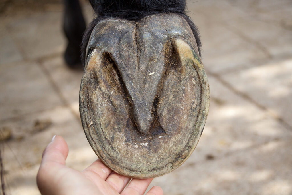 Healthy Hoof Care