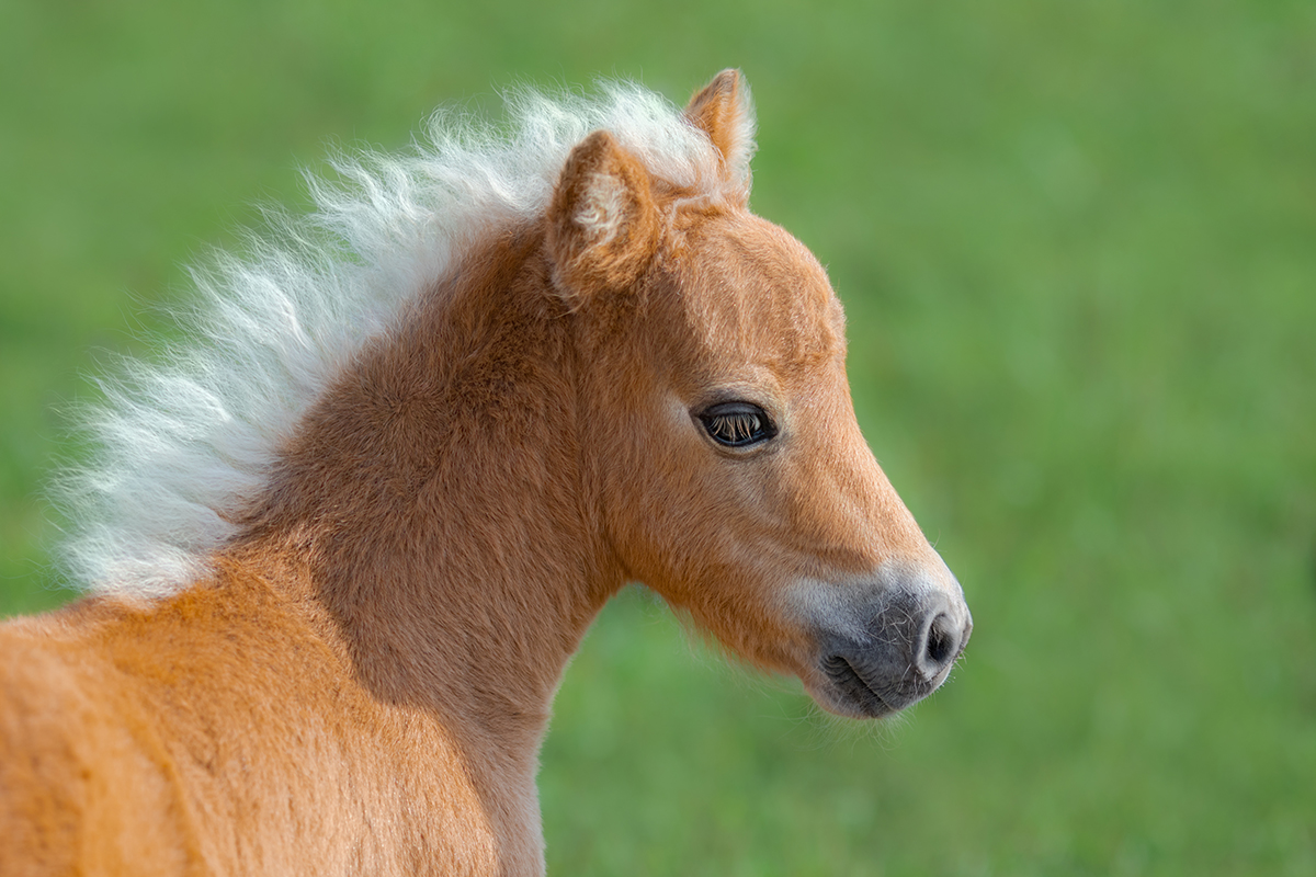 miniature horse