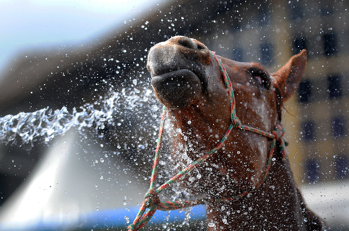 How to Keep Your Horse Barn Cool During Hot Summer Weather - horse keeping cool